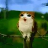 jgvuss