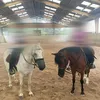 h_orse_edits