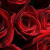 emy.mohamed6281