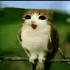 pilinconcatsup_2.0