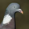 mange_1.4