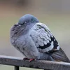 lutzdietaube3