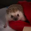 hughiethehedgehog