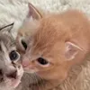 hebaluvcatss