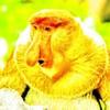 goldenspinjitzumonkeyyyy