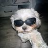 that_dog3