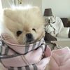 chubbibunnyvina