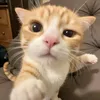 maiddad