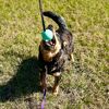thosecrazycattledogs