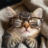 Cats lover 001