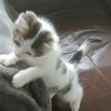 vanheujaebt