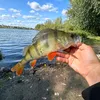 окунек фишинг