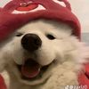cutipie_cepipart2