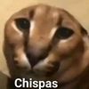 gatitos5141