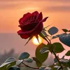 𝑴𝒐𝒐𝒏_𝑽𝒊𝒃𝒆𝒔♥︎‿♥︎