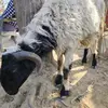 kanchha.babu3