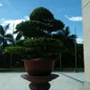 thihuong718