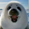 buvliclegendatt