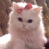 rajaa___.1