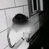 sheikh_8927