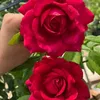 cm.t.cu425