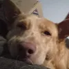 tizyanita_
