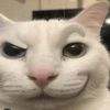 suskitty5