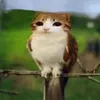 bolbolbee69