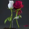 user2269190679637