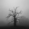poisontree.bot
