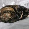 retiredneko