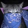 pusiikurac_