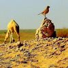 esmail.817