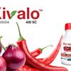 kivalo52