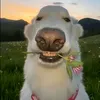 crazyzhy4