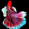 aidenwithhisbetta