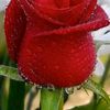 maram15713