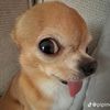 konmi__asc