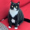 tuxedoleo6