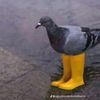 pigeon.in.rainboo