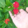 rubachowdhury96