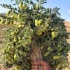 selam.abraha0