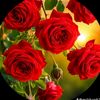 bulbul5744