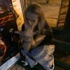kaska_226