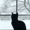 .cynnakti_