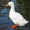 ytka_pon42