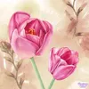 zahida0943
