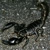 skorpion_393
