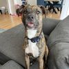 dogs_and_chaos