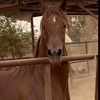ابو حريبات 🐎👑